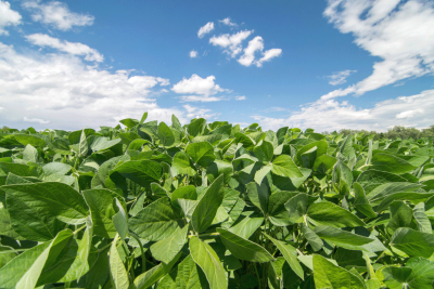 A soybean crop field. Photo courtesy of Soru Epotok, Adobe Stock.